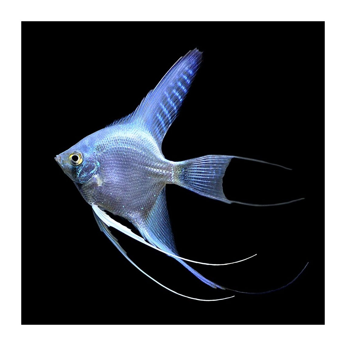 Скалярия Платина