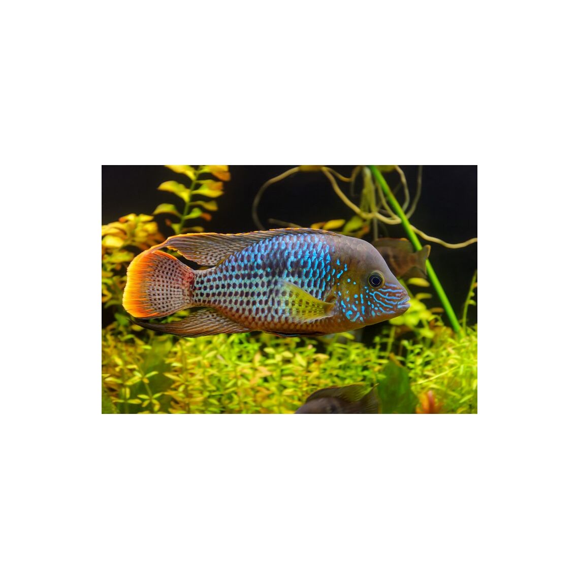 Акара бирюзовая S