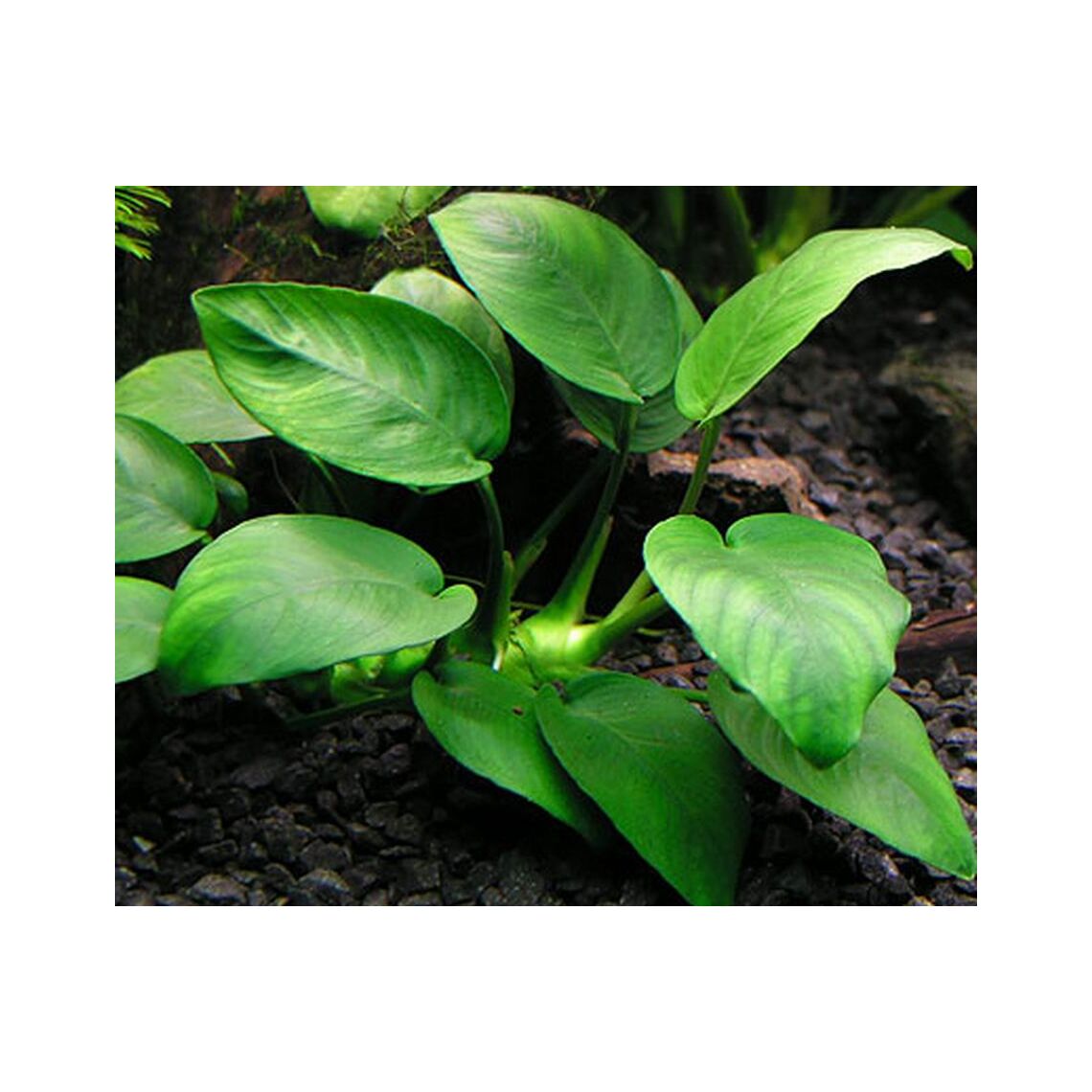 Анубиас Бартери L