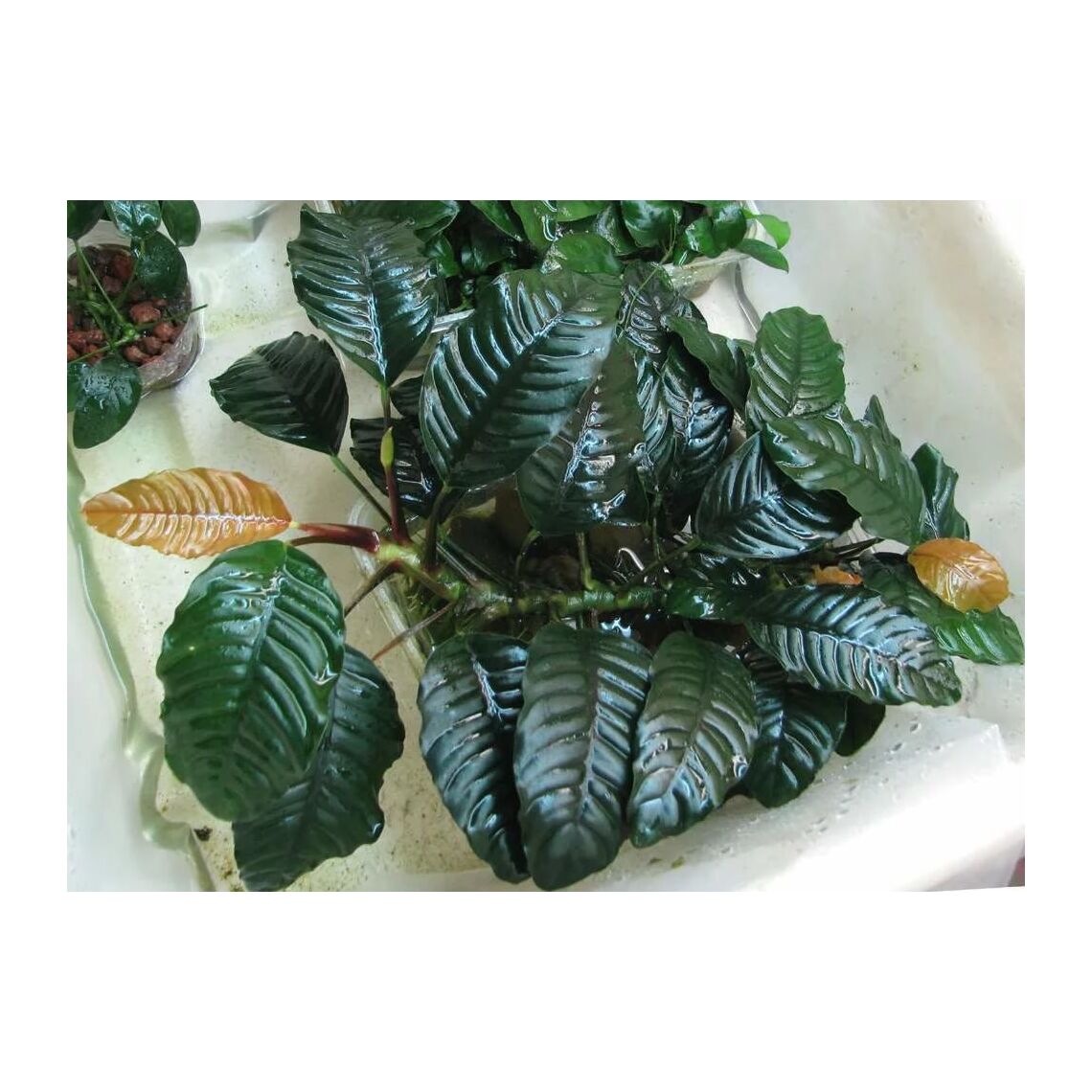 Анубиас Коффефолия