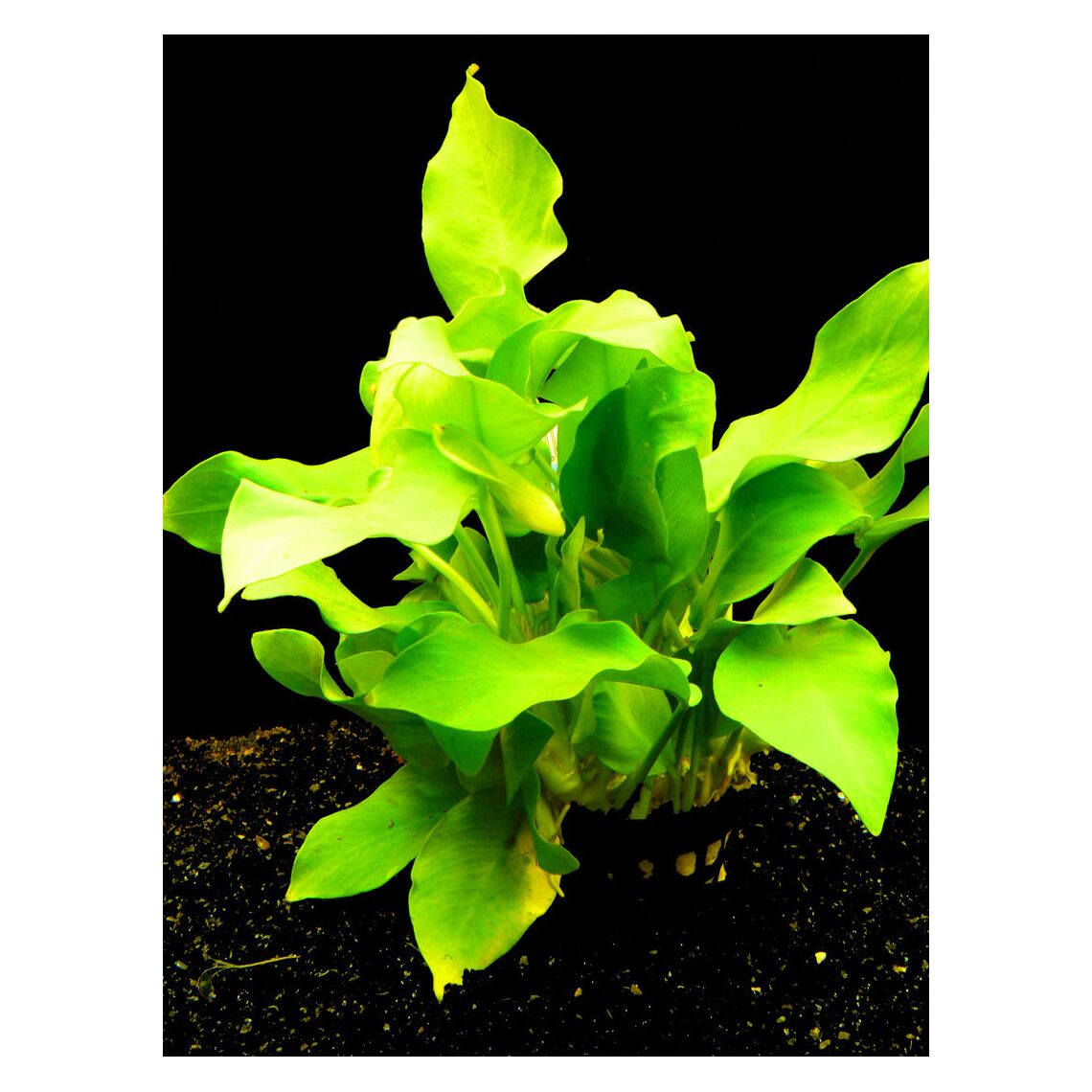 Анубиас Бартери Золотой