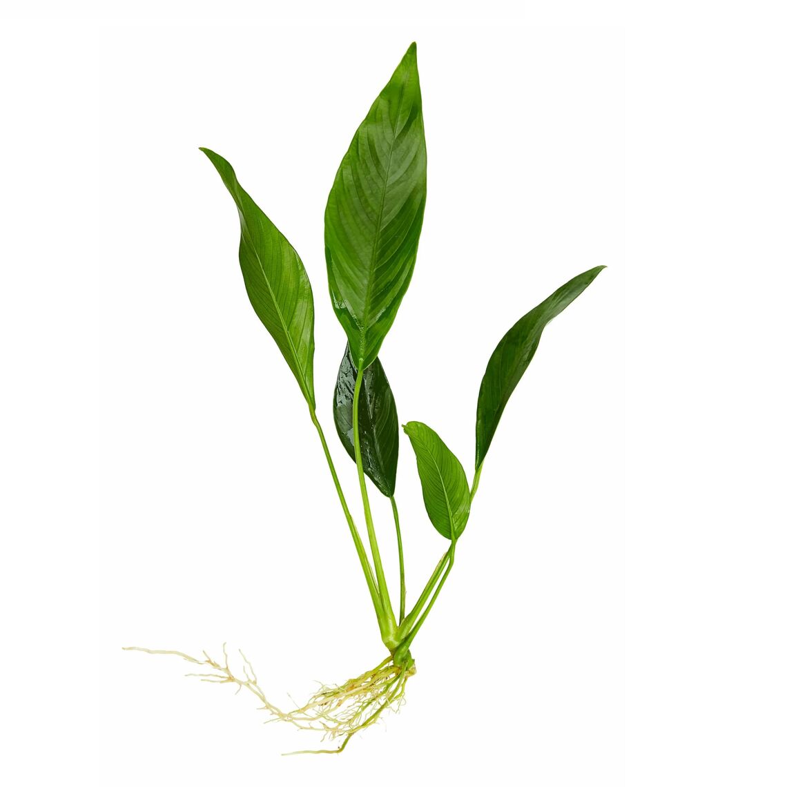 Анубиас Минима