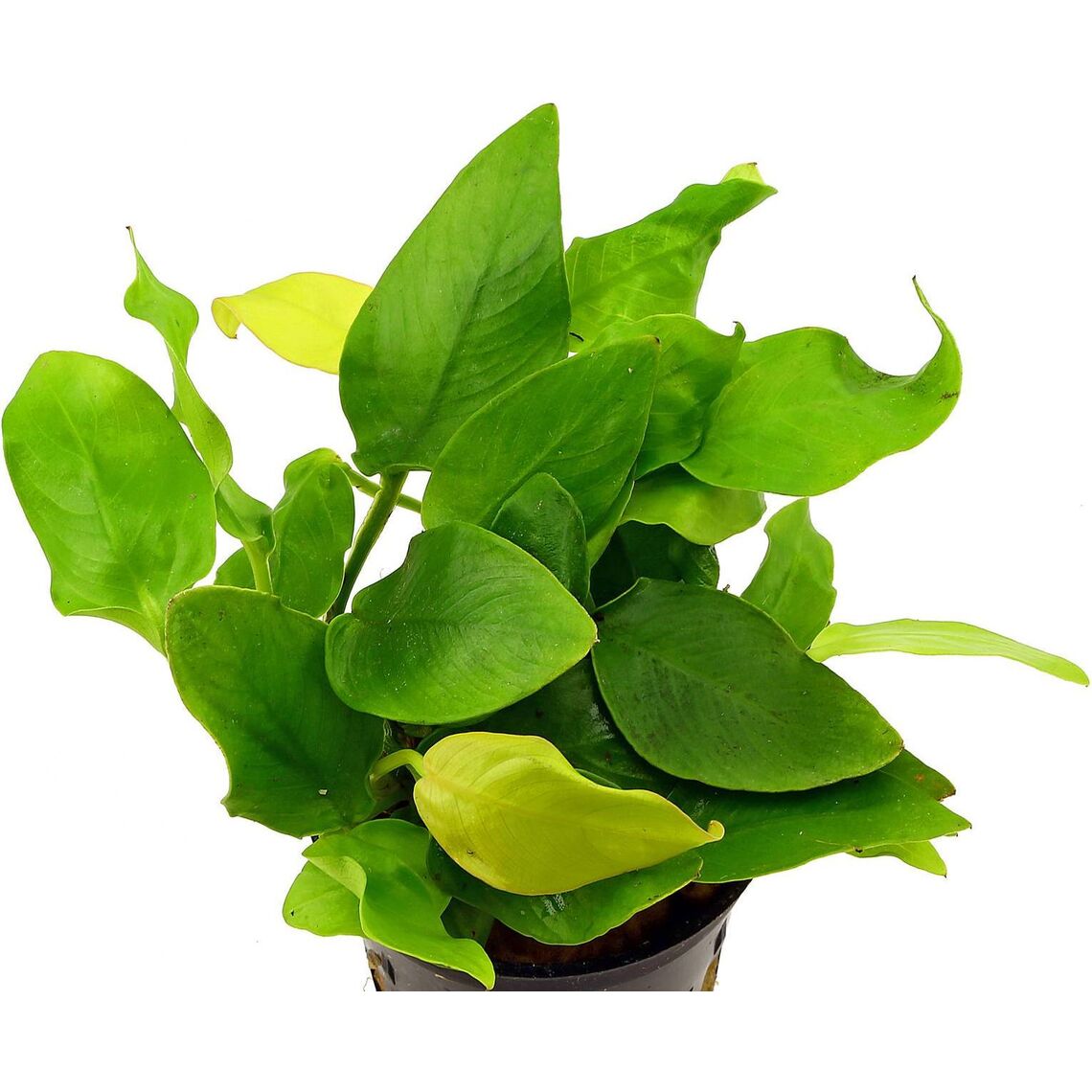 Анубиас Нана Голден