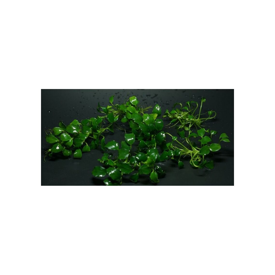 Анубиас Нана куст