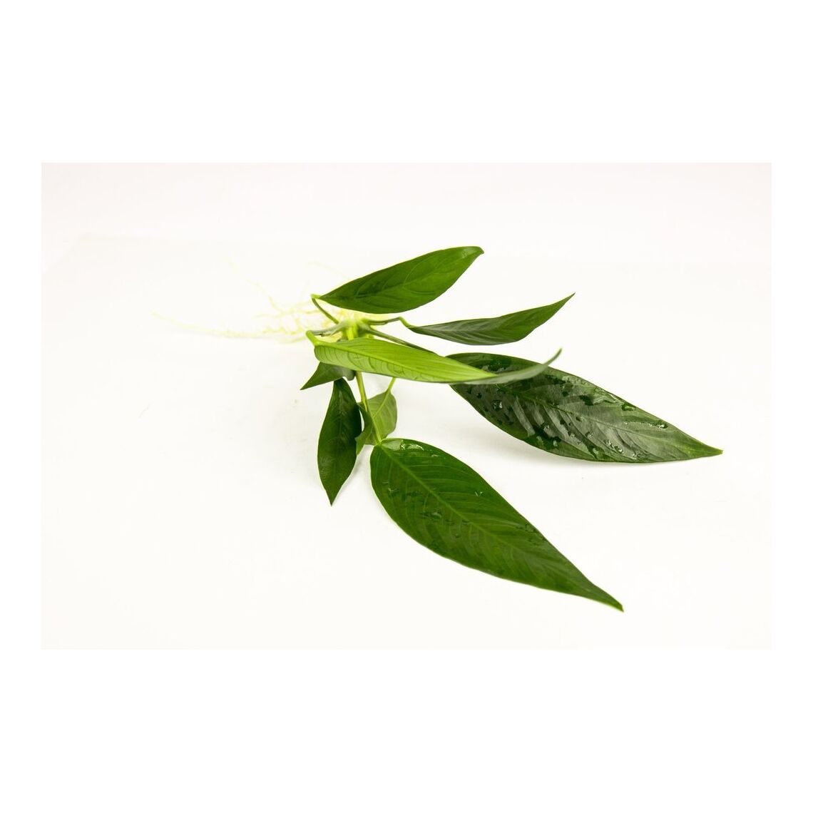 Анубиас Ланцетный куст