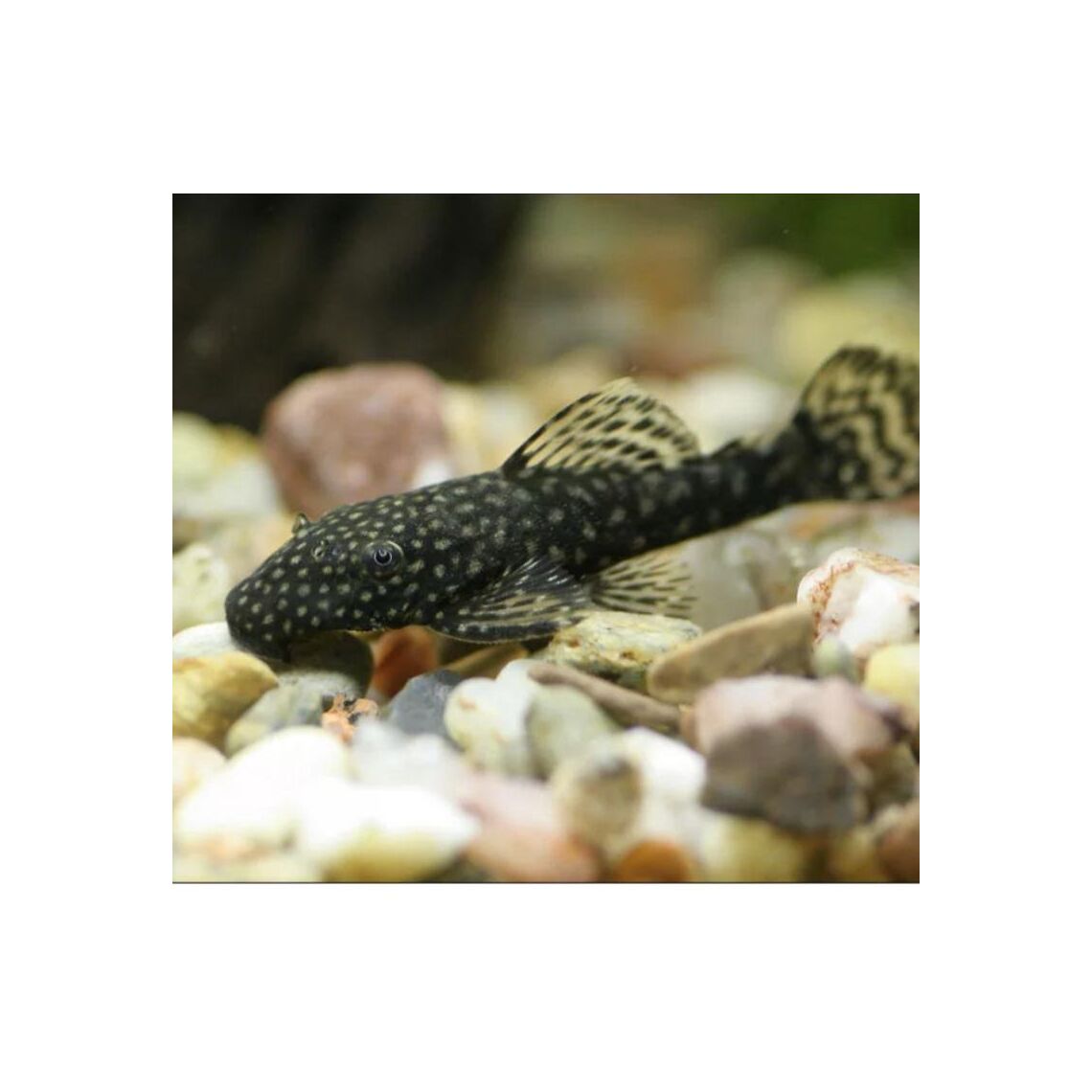 Сом Анциструс S