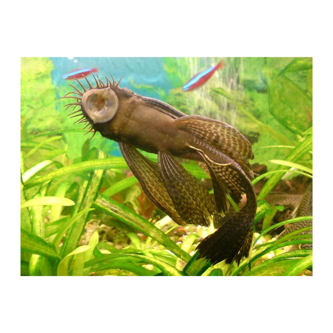 Сом Анциструс L (Ancistrus sp.)