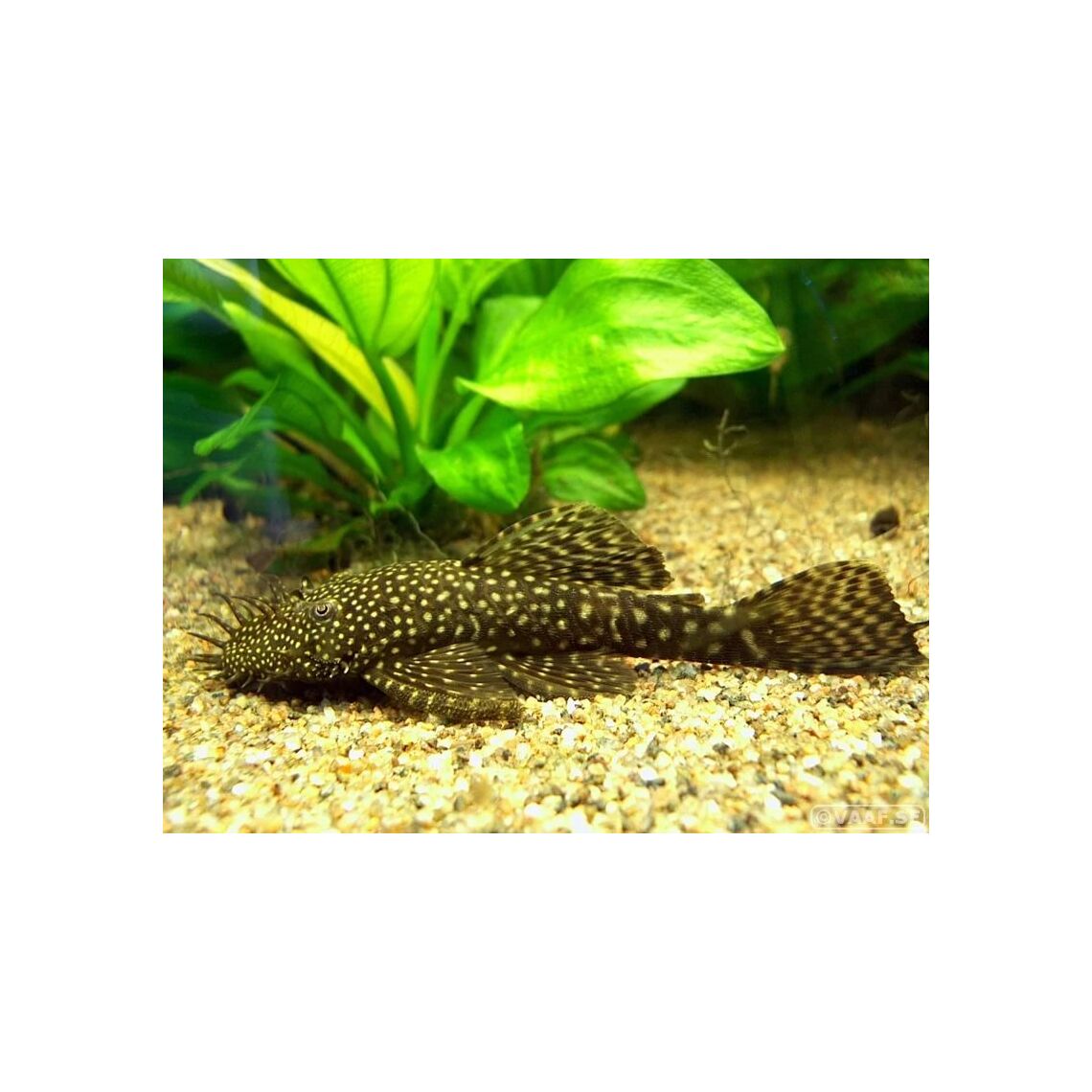 Сом Анциструс М (Ancistrus sp.)