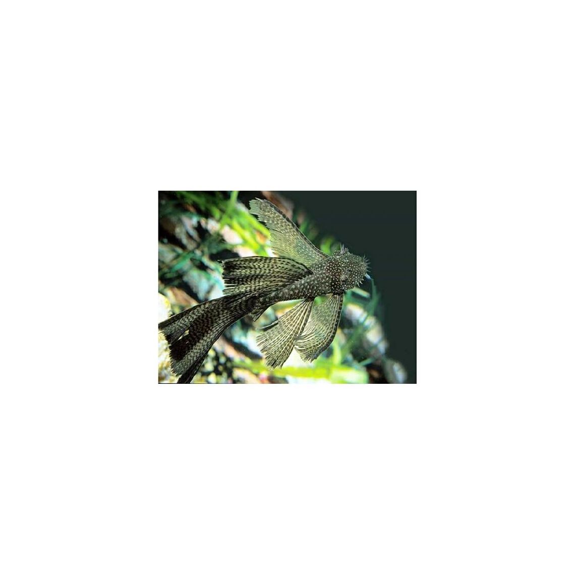 Сом Анциструс вуалевый S