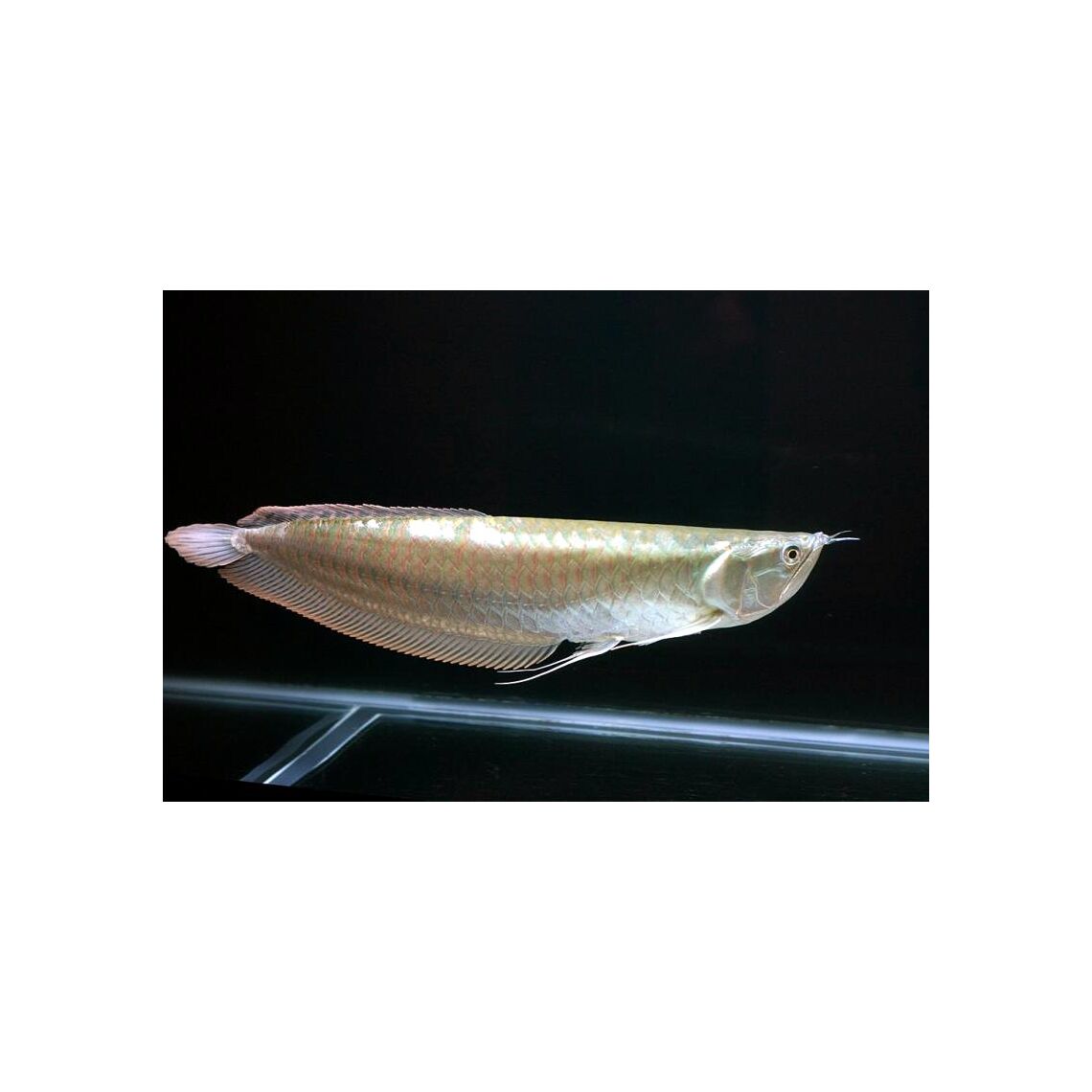 Арована Серебряная S