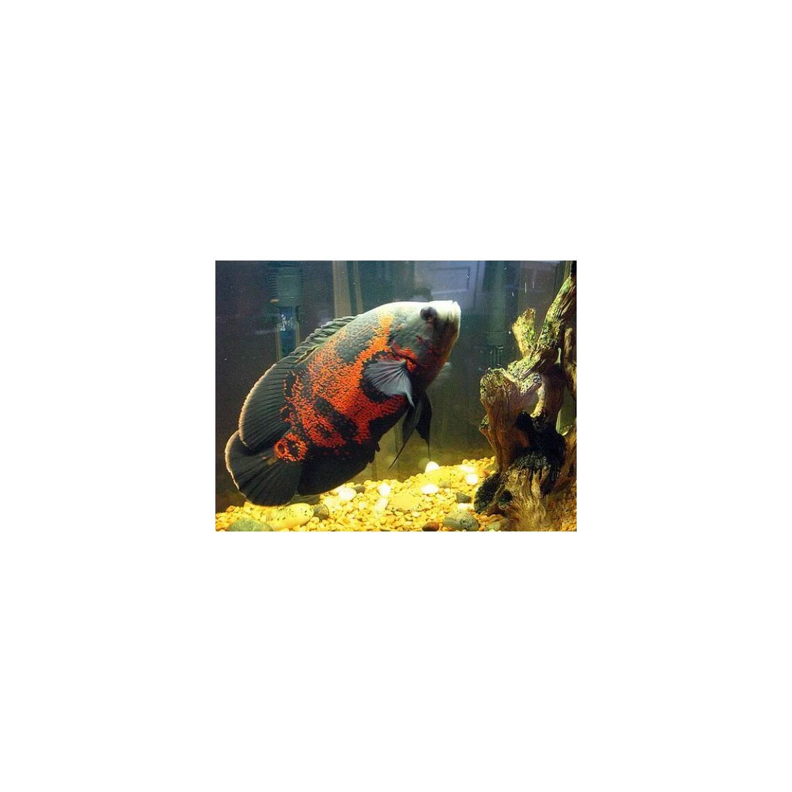 Астронотус Крупный