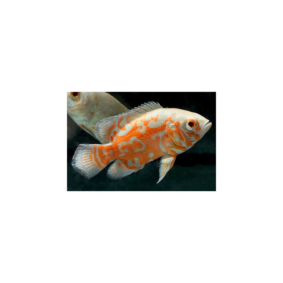 Астронотус Альбинос S