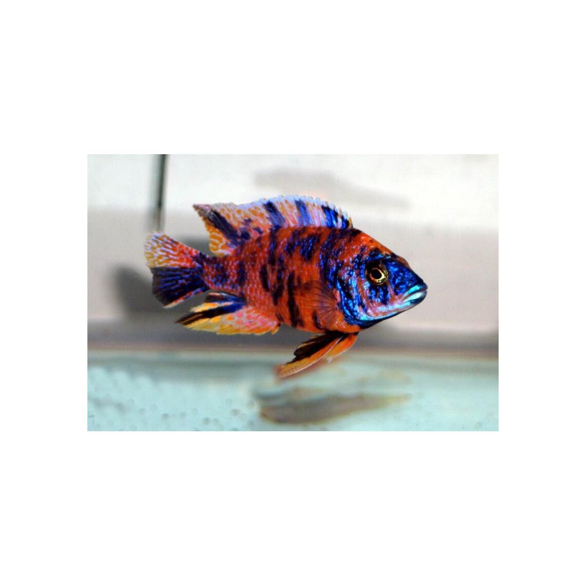 Аулонокара мультиколор S  (Aulonocara sp. «Multicolor»)