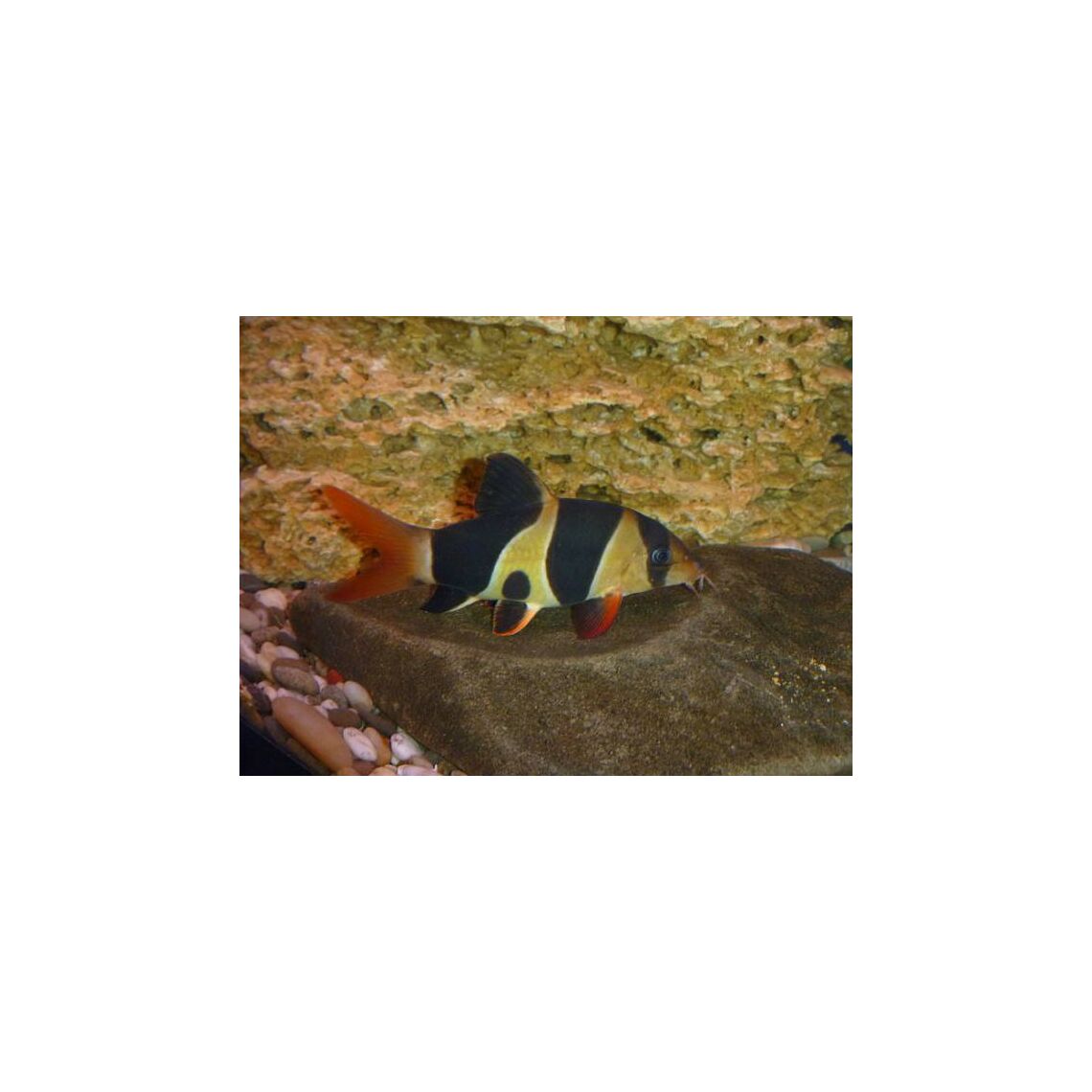 Боция Клоун L