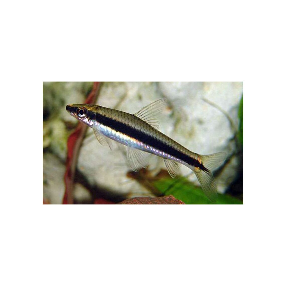 Водорослеед Сиамский S (Crossocheilus siamensis)