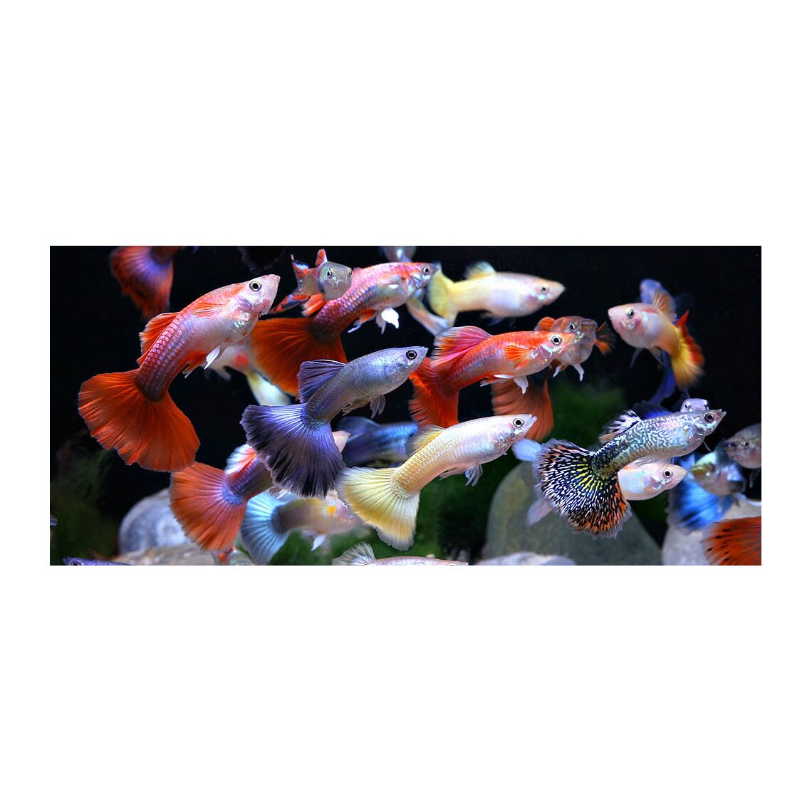 Гуппи Ассорти (Poecilia Reticulata)