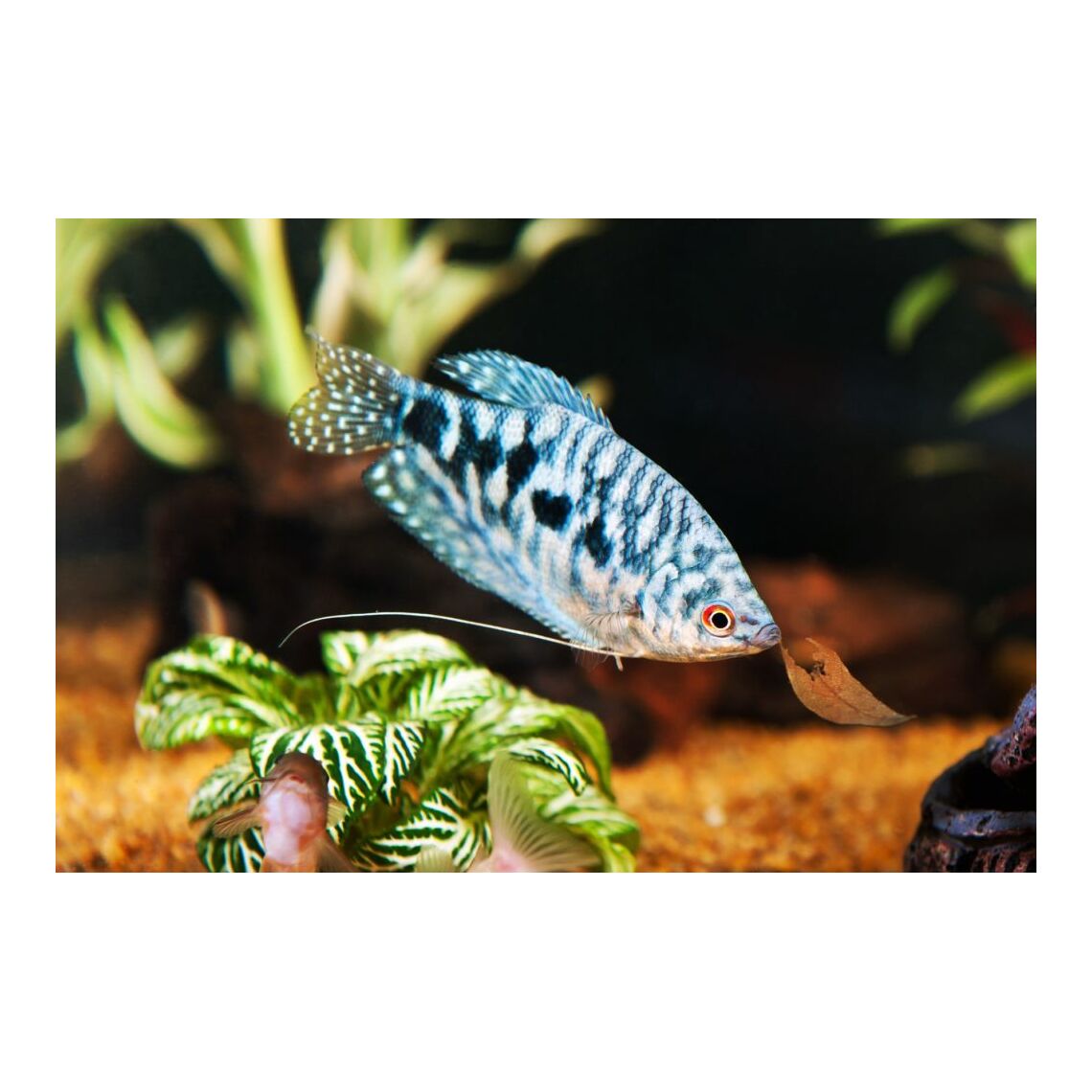 Гурами Мраморная S