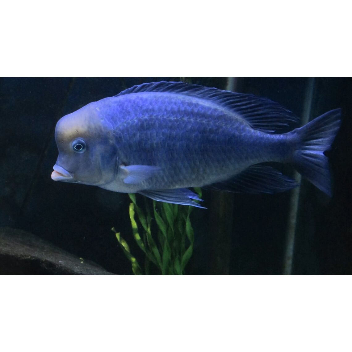 Дельфин голубой S (Cyrtocara moorii)