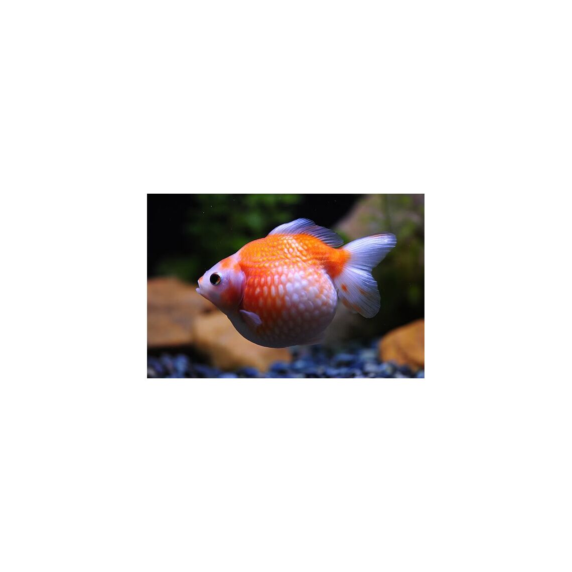 Золотая Рыбка Жемчужинка