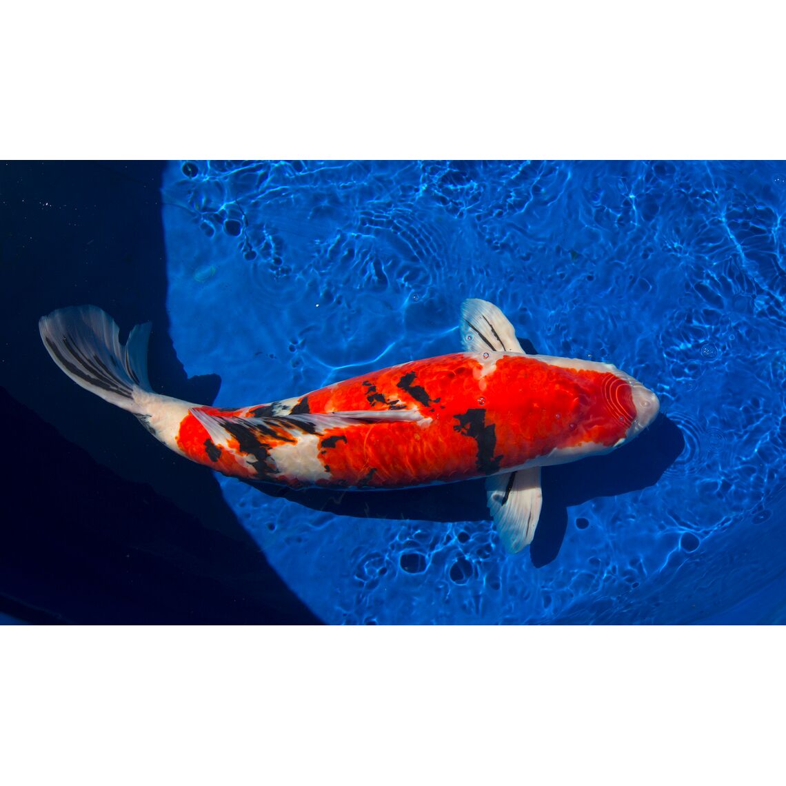 Карп Кои Класс А