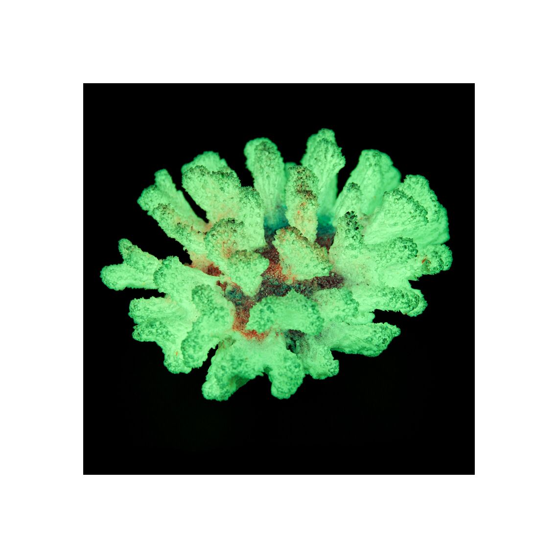 Коралл Брокколи светящийся КС