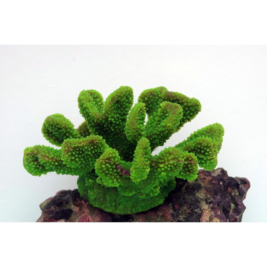 Коралл искуств Марлин SH9027G