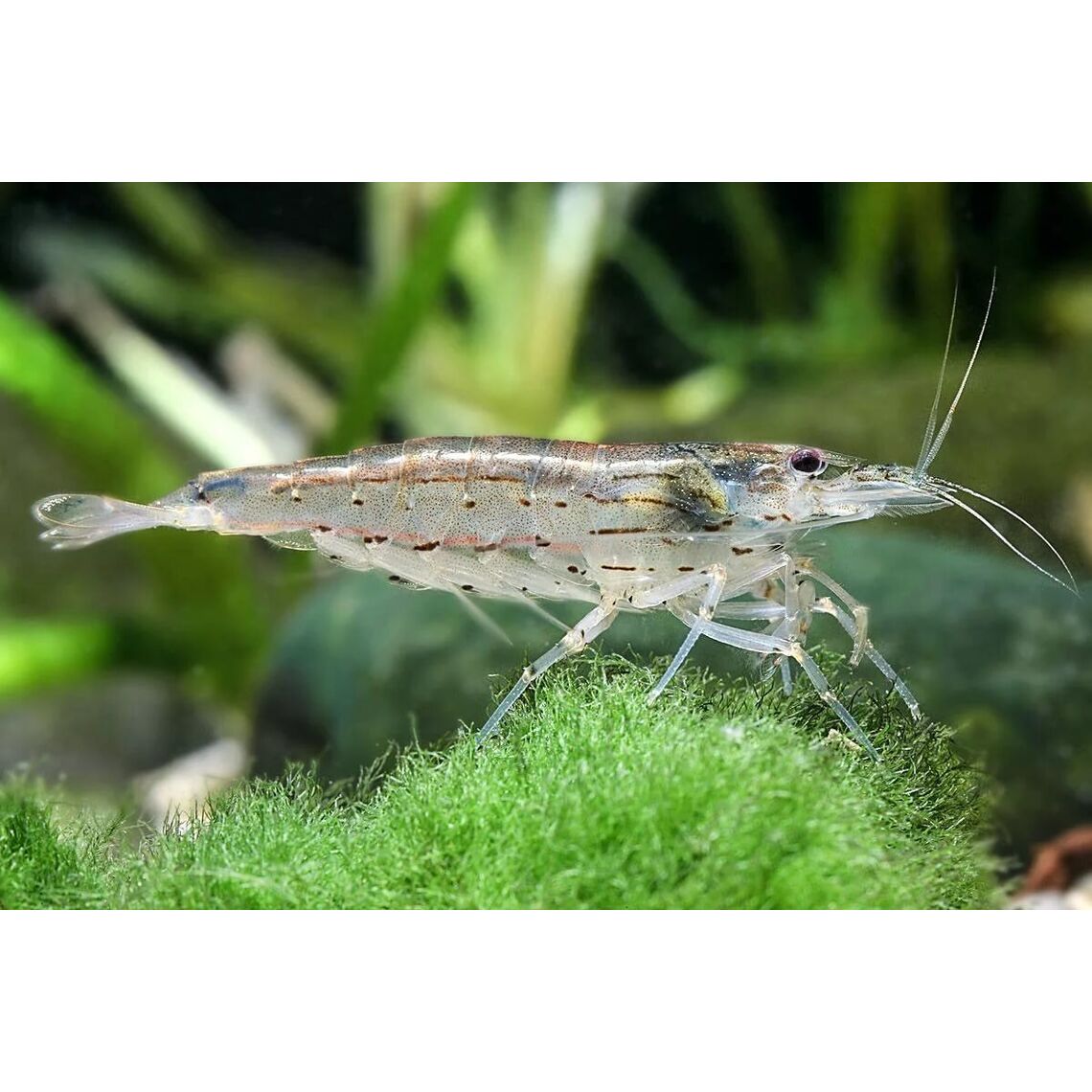 Креветка Амано (Amano Shrimp)