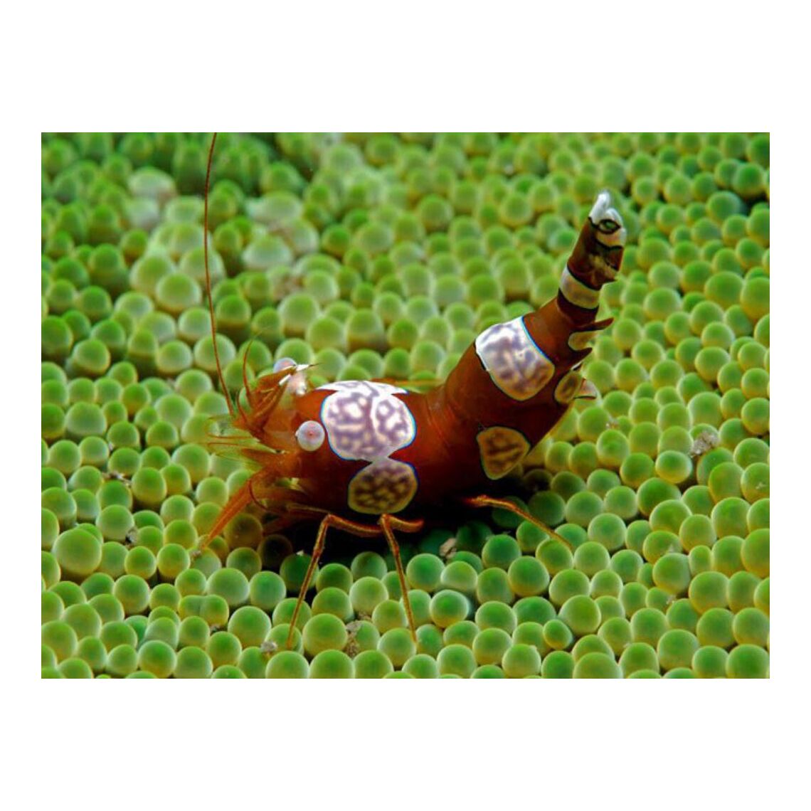 Креветка Анемоновая М