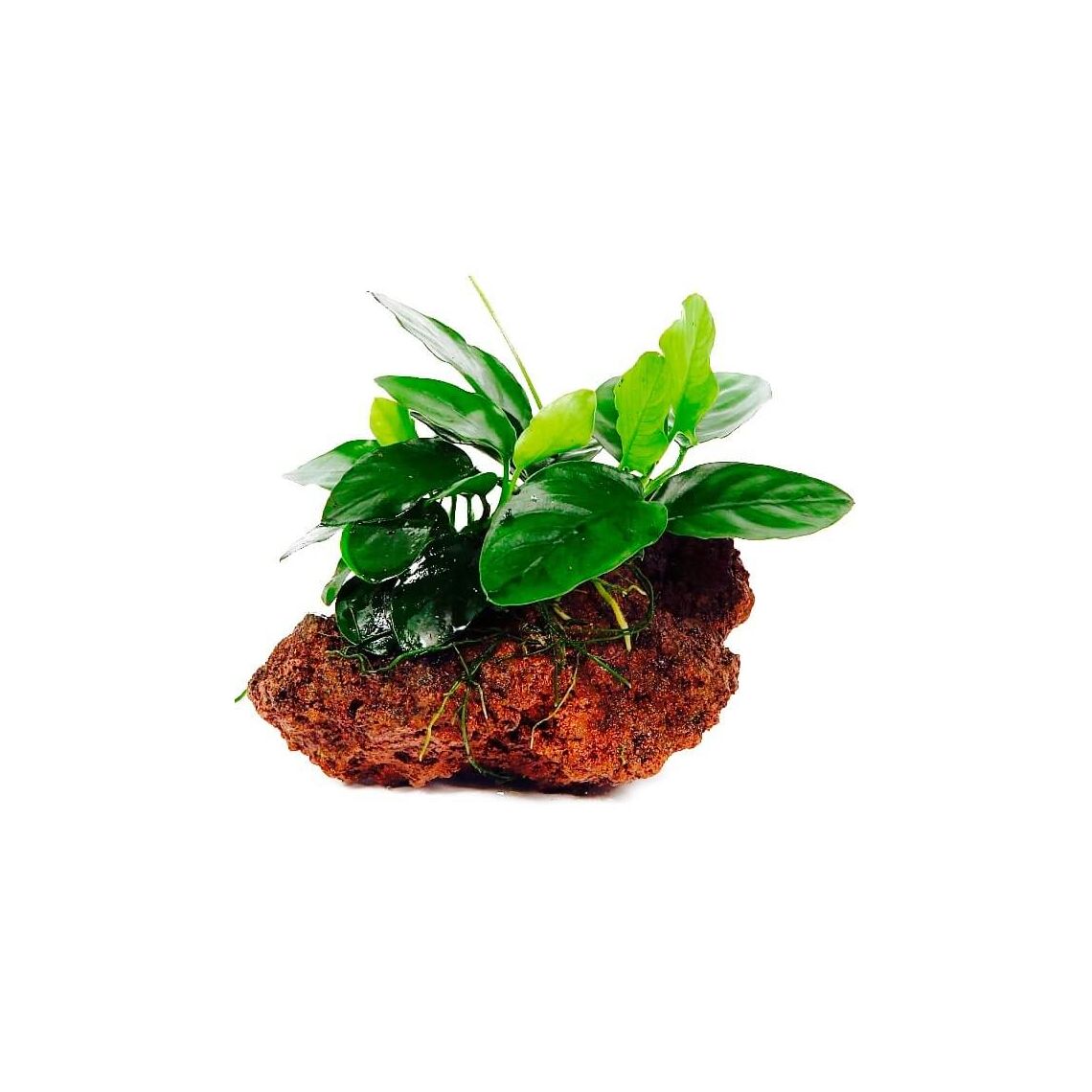 Анубиас нана бартери на лаве