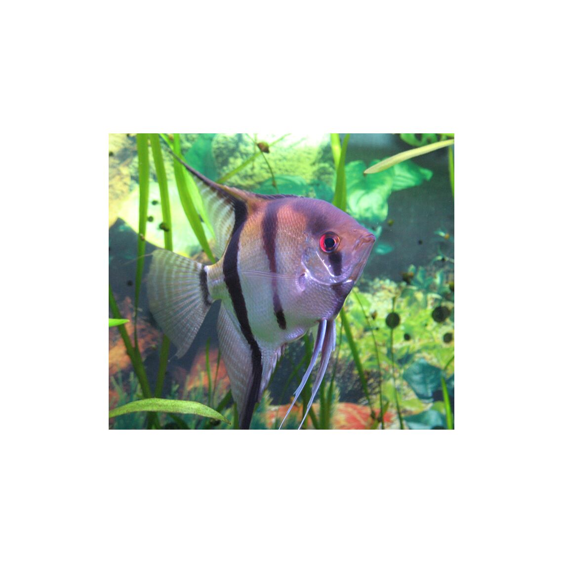 Скалярия Крупная