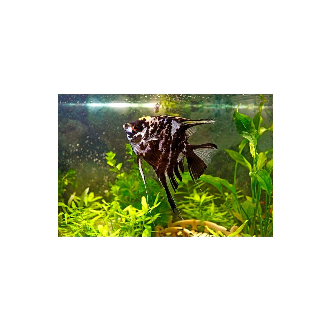 Скалярия Мраморная М