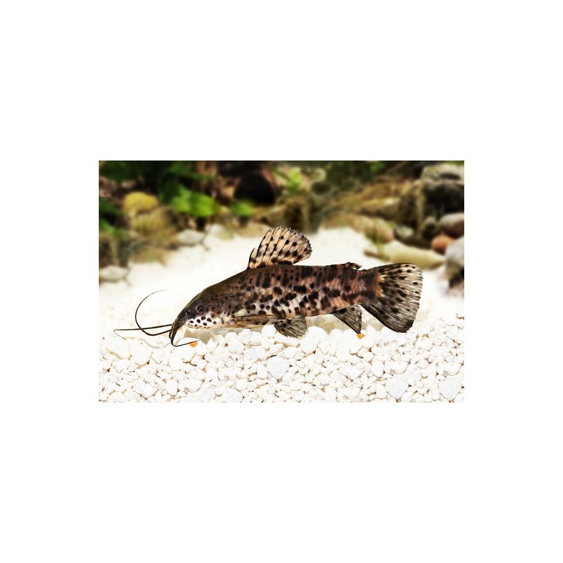 Сом Таракатум темный