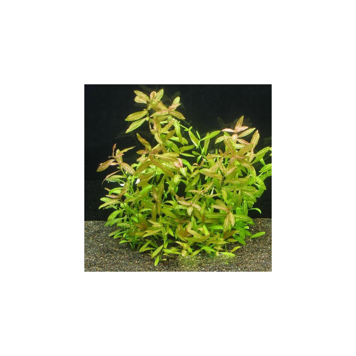 Гигрофила  Полисперма