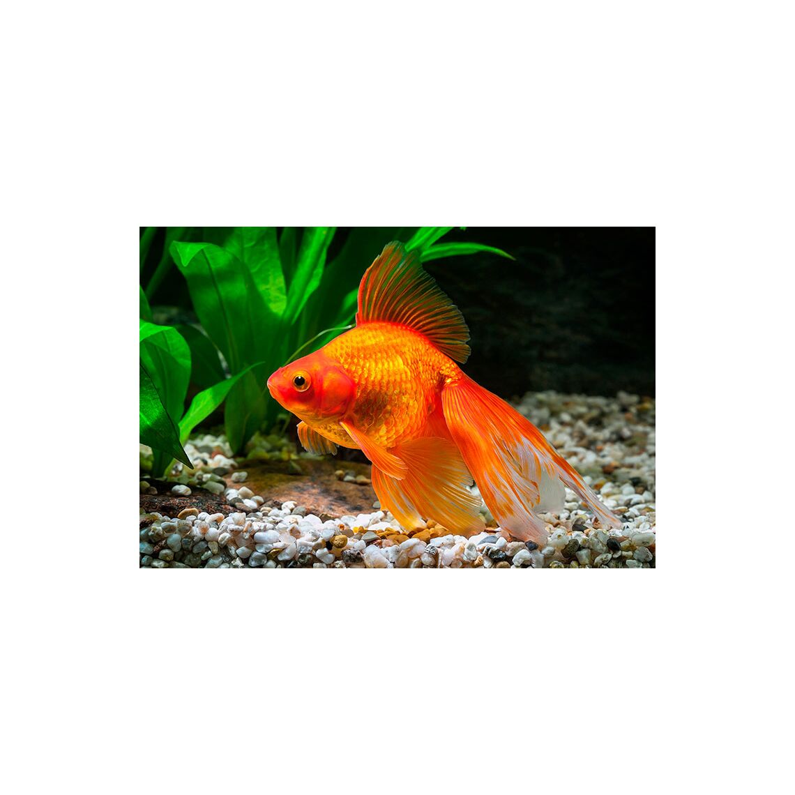 Золотая рыбка Вуалехвост