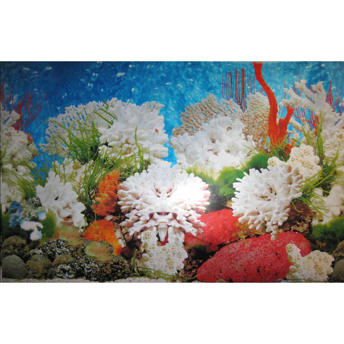 Фон одностор морской с белыми кораллами 50 см