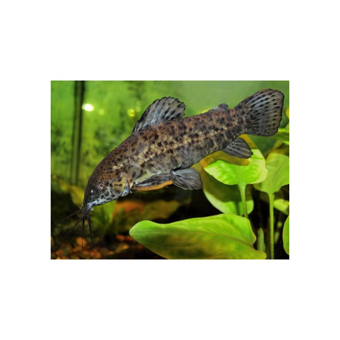 Сом Таракатум L