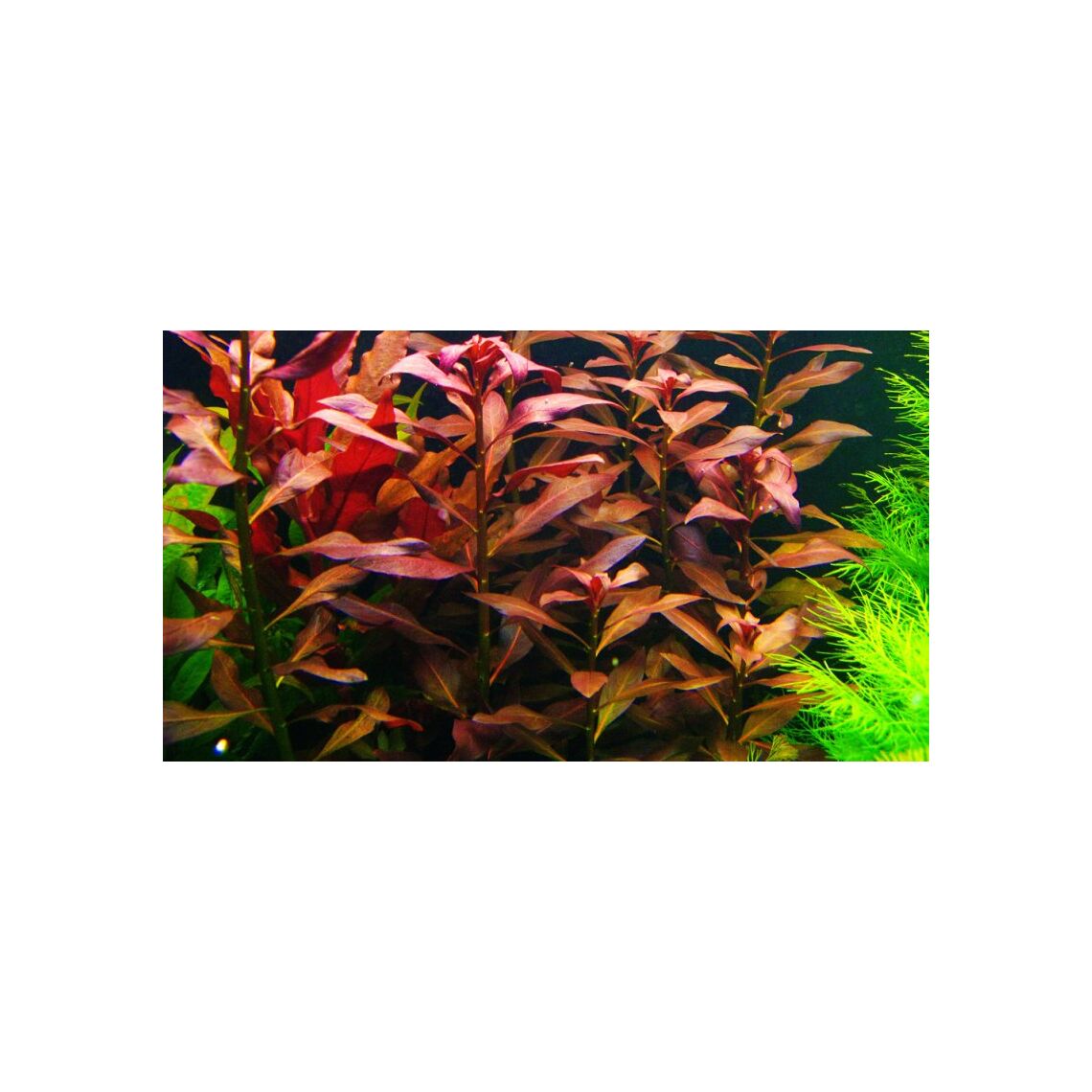 Гигрофила Красная