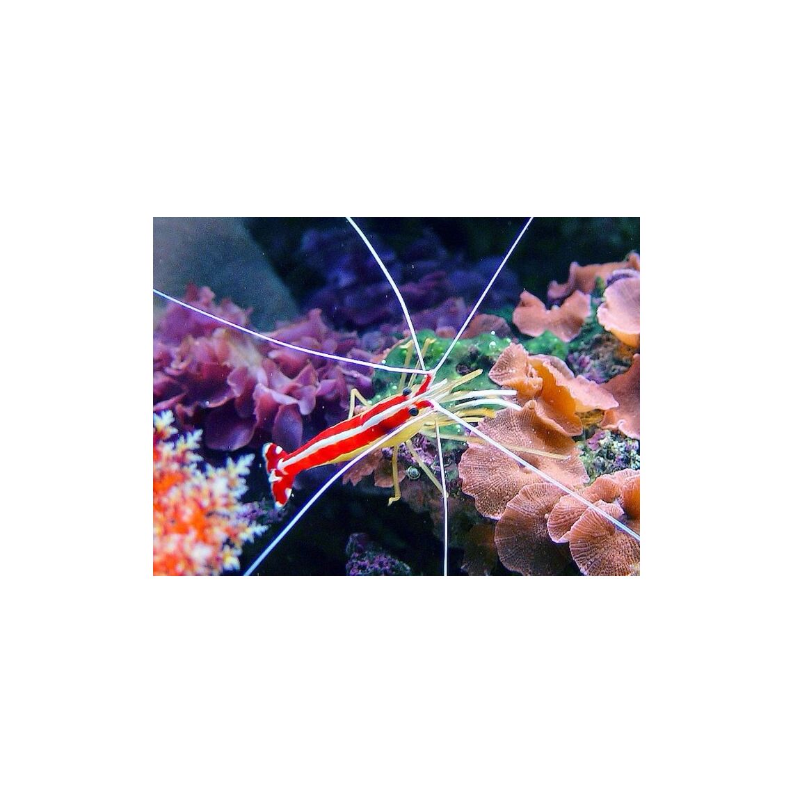 Креветка доктор тихоокеанская М