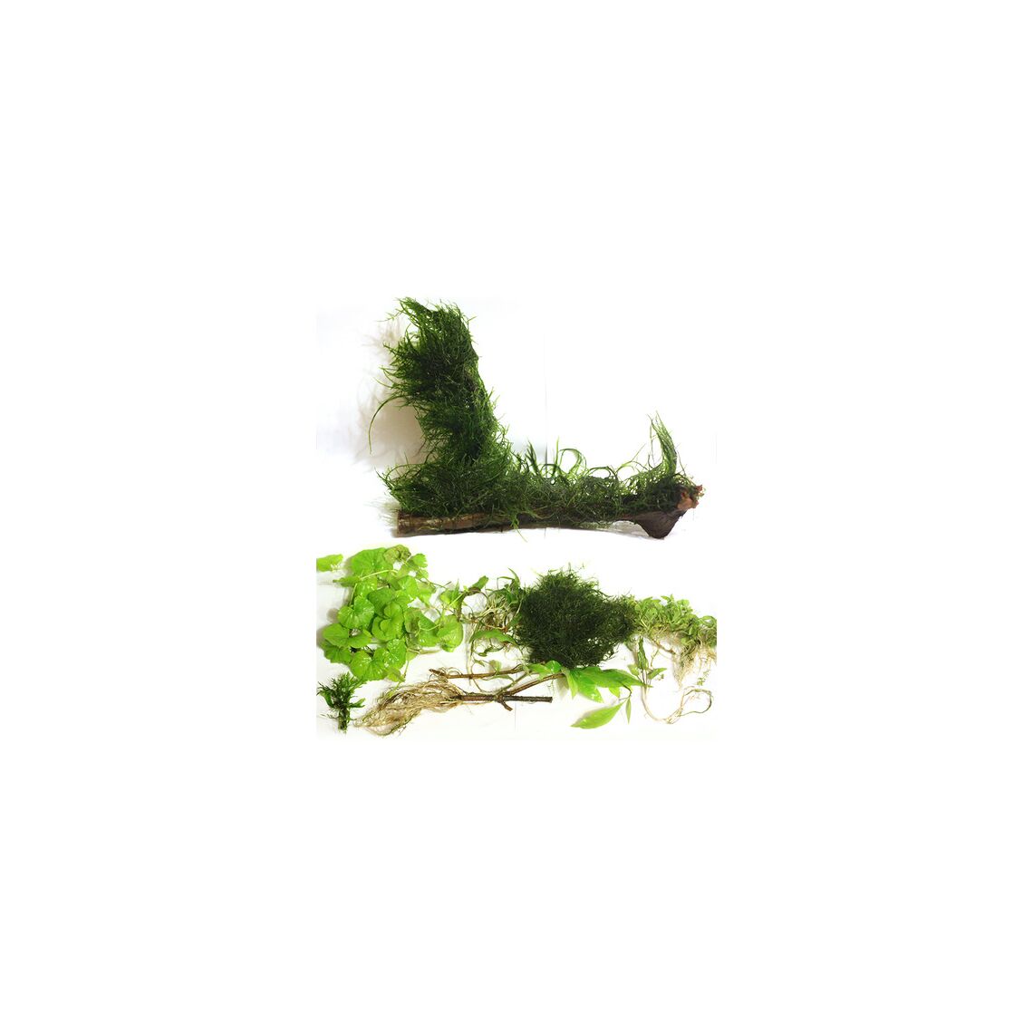 Композиция  из коряг с мхом (2430)