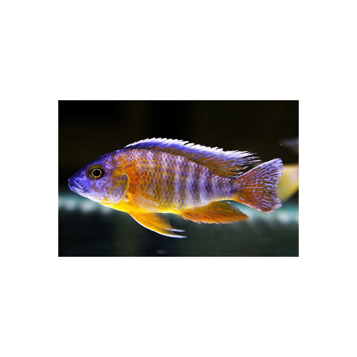 Аулонокара Фрайберга Ред 4-5 см