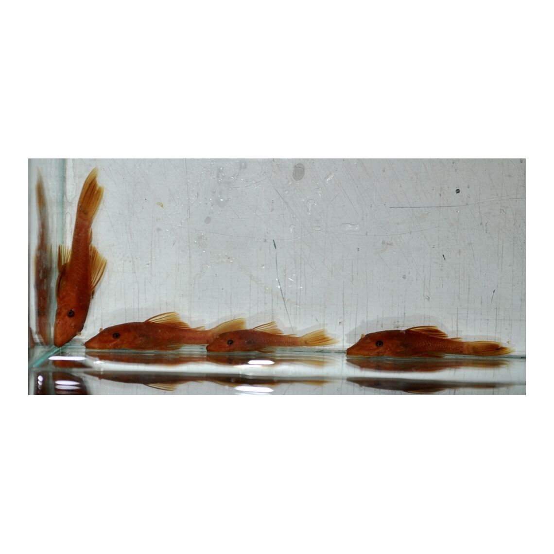 Сом Анциструс супер ред, S