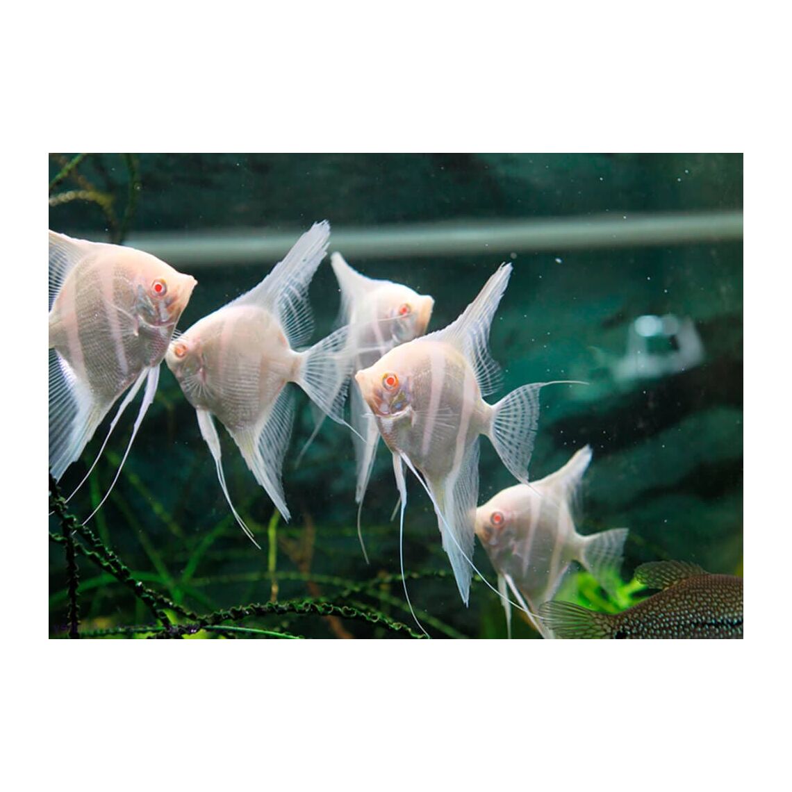 Скалярия Дантум