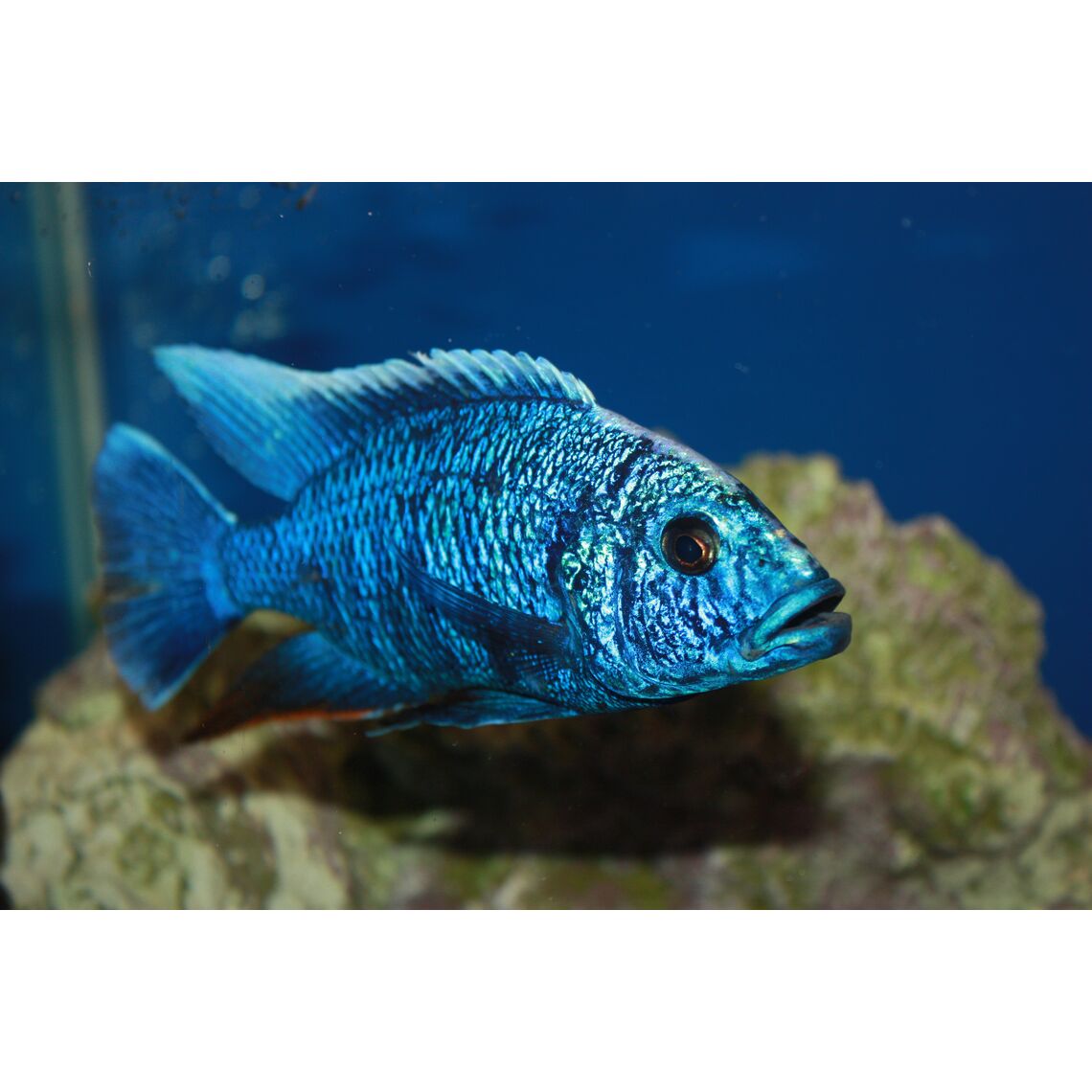 Васильковый Джексон ( Хаплохромис) S
