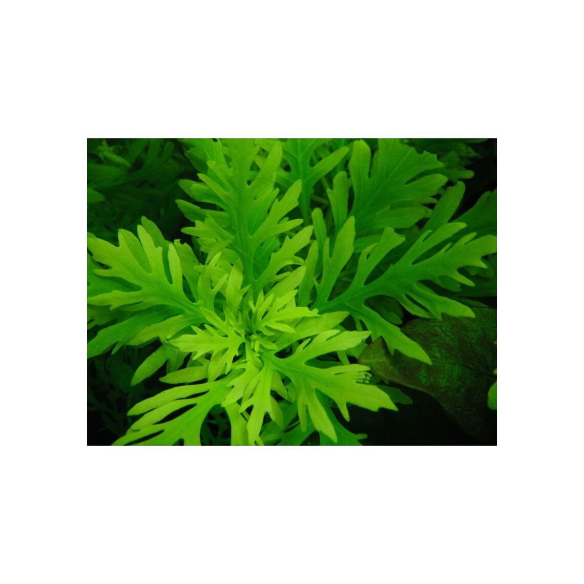 Гигрофила Синема