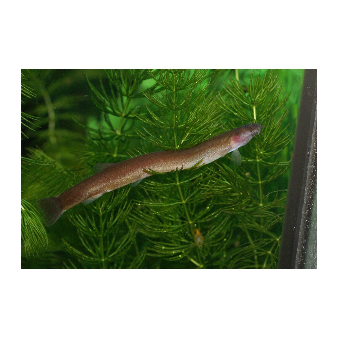 Акантофтальмус черный