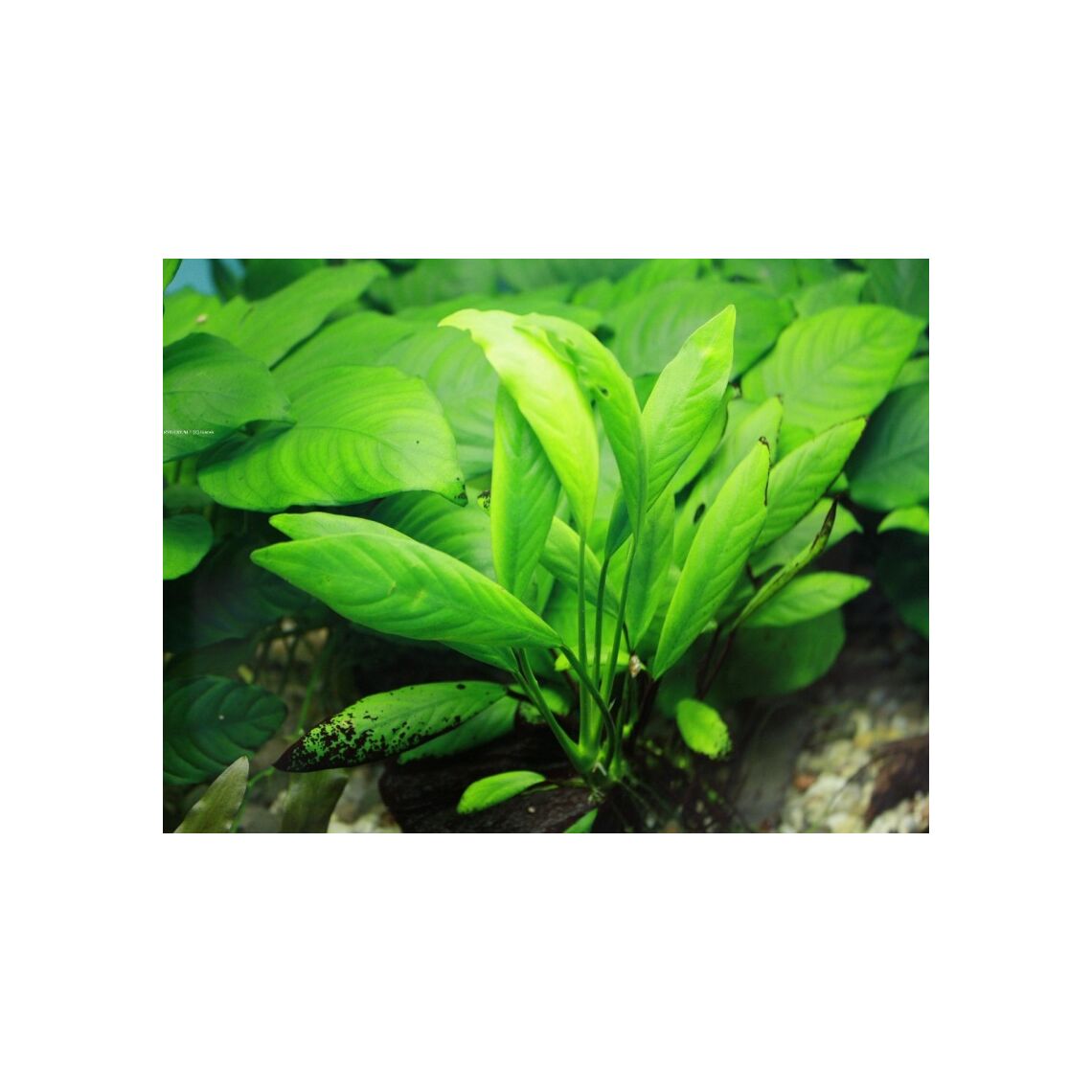 Анубиас L Растение