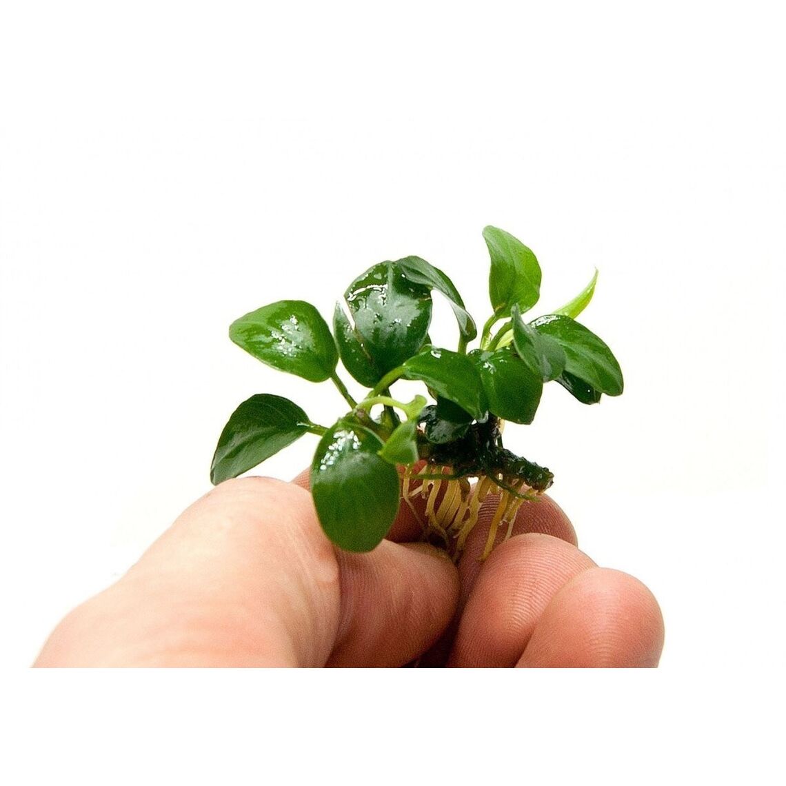 Анубиас Нана петит