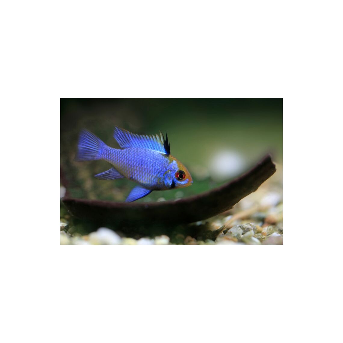 Апистограмма рамирези голубая