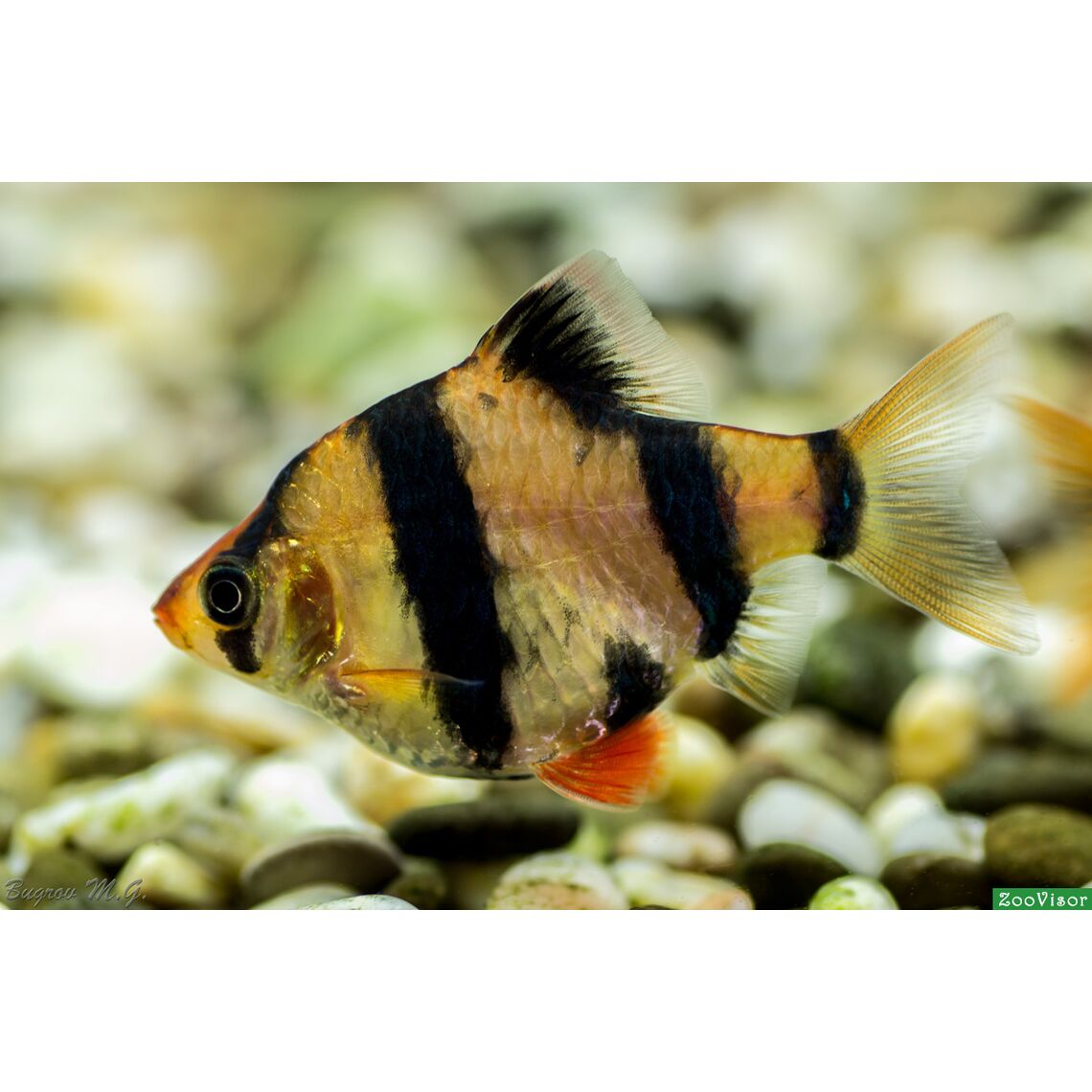 Барбус Суматранский М (Puntigrus tetrazona)