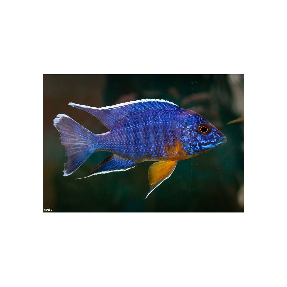 Аулонокара Королева Ньяса 4-5 см